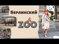 Берлинский ЗООПАРК | Zoo Berlin  |  МОРЕ ВПЕЧАТЛЕНИЙ!