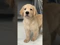 zoe's unseen pictures 🧿🖼️#viralvideos #shortsviral #viralvideos #dog #love #cute #goldenretriever🧿