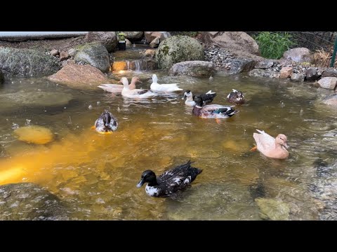 Pet Ducks Swimming In The Rain