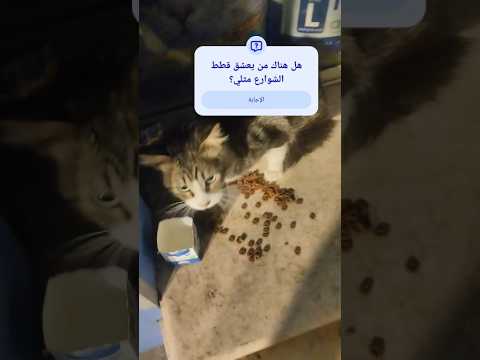 إنها تستحق كل الحب والتقدير اتمنى من الجميع أن يساعد هذه المخلوقات الجميلة تابعونا لكي أستمر Cat 