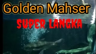 Review Ikan Golden Mahserr Asli Pegunungan