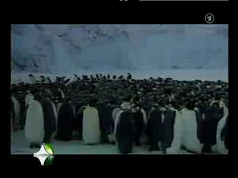 Pinguine am Nordpol