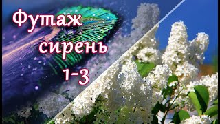 Футаж сирень 1-3. Футажи для видеомонтажа