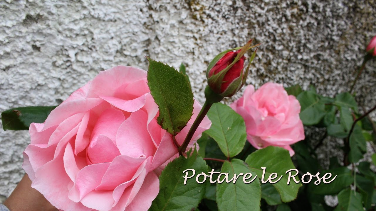 Come potare una rosa vecchia - YouTube