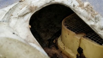 Remove mice mouse urine smell from Ford truck vents