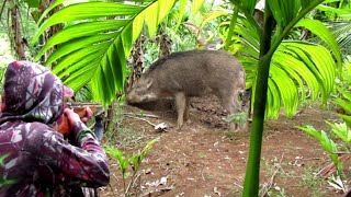 MONSTER PENGHUNI LERENG BUKIT KELUAR PARA SNIPER HARUS BERTINDAK//AMAZING WILD BOAR....