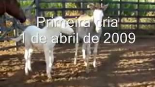 Jumento Pêga Pampa Jumento Pêga Pampa