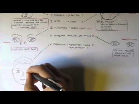 Cranial Nerves - Functions and Disorders