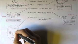 Cranial Nerves  Functions and Disorders