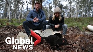 Chris Hemsworth helps return Tasmanian devils to Australian mainland after 3,000-year absence