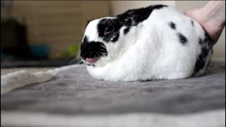Download Lagu Relaxing Bunny Petting Session | ASMR Chatters \u0026 Purring MP3 Download Lagu Relaxing Bunny Petting Session | ASMR Chatters \u0026 Purring MP3