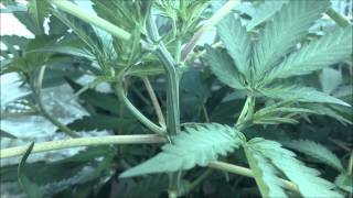 How To: Graft Marijuana - Multiple Strains on a Single Cannabis Plant