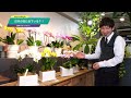 胡蝶蘭の育て方5 置き場所に困らないパルテノ鉢／ミディ胡蝶蘭第１号のランランは〇〇似?!／胡蝶蘭の花言葉は？／椎名洋ラン園 椎名輝さん【母の日 特別企画 Tokyo small gift】
