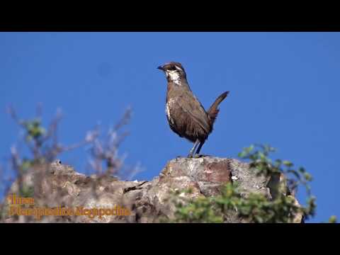 Turca ave endémica chilena (Pteroptochos megapodius)