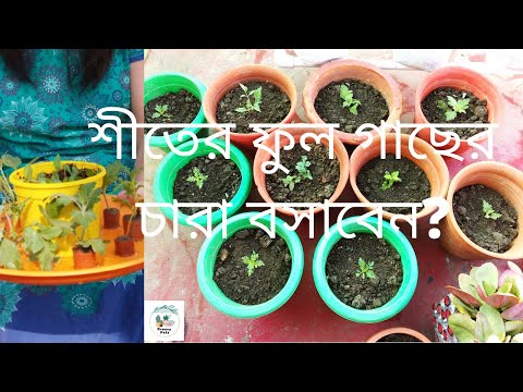 ভিডিও: মিল্কওয়েডের বংশ বিস্তার: বাড়িতে বীজের মাধ্যমে কীভাবে এটি বংশবিস্তার করবেন? কিভাবে একটি অন্দর ফুলের ডালপালা রুট?