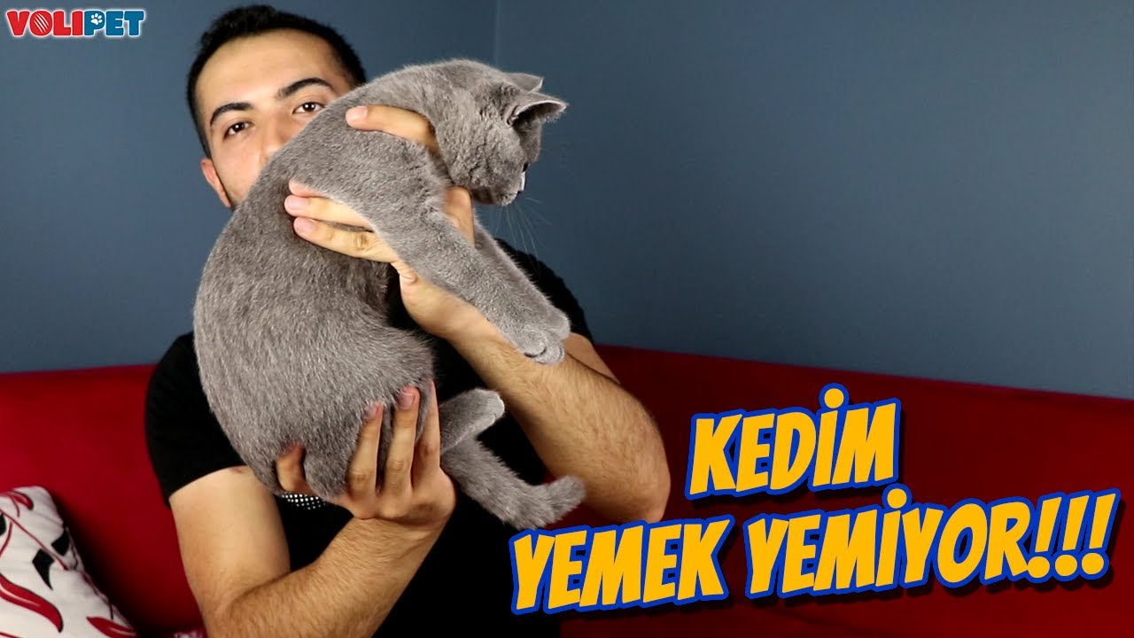 Kedim Yemek Yemiyor Kedilerde Mama Yememe Sebepleri Youtube
