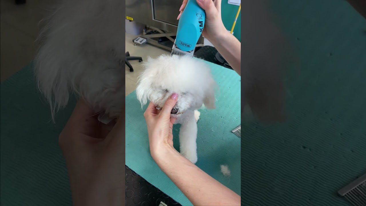 Bichon Pet Trim #doggroomingtips