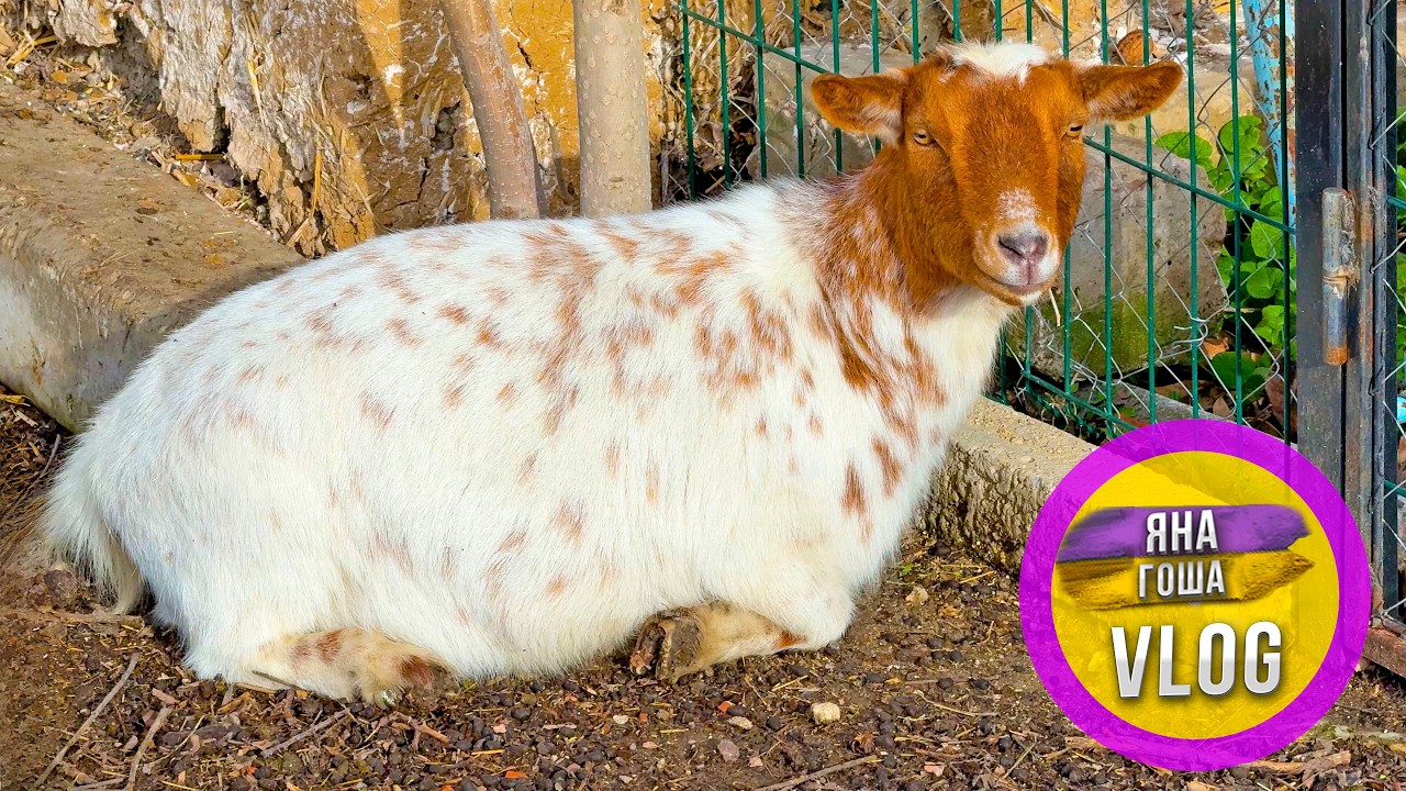 Мы стали подозревать, что наши козы беременны! Пора рожать!?