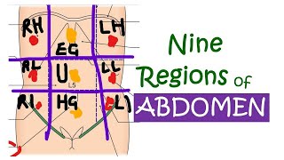 Chp18 | Nine Regions of Abdomen | BDC Vol2 | BD Chaurasia | Dr Asif Lectures
