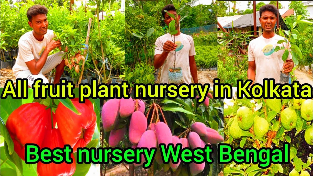 Surab Nursery visit fruit plant nursery in Kolkata West Bengal all fruit plants nursery available