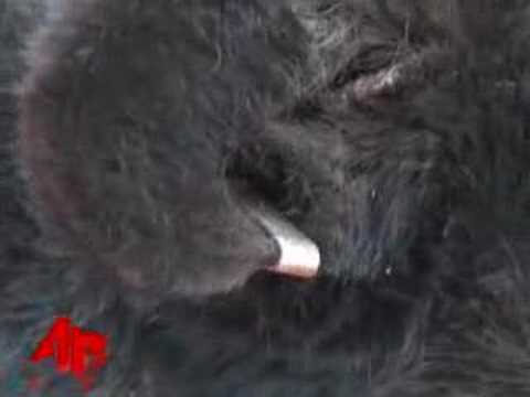 Wildlife Group Releases Orphaned Black Bears