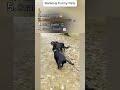 Daily funny pets 48