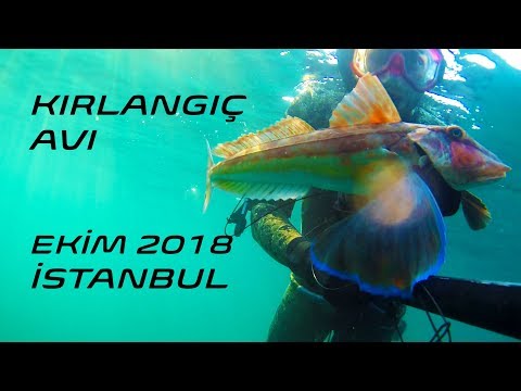 KIRLANGIÇ (Yarım Metre)
