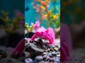 Five Global Oddities The Animal World Keeps Secret