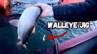 Banks Lake Surprise White Fish Catch On a Walleye Jig (Sauna After)