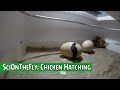 SciOnTheFly: Chicken Hatching