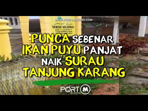 Video: Ikan Nuri: Kebaikan Dan Keburukan