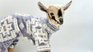 Waltz of the pajama goat by Sunflower Farm Creamery 75,423 views 11 days ago 1 minute, 56 seconds