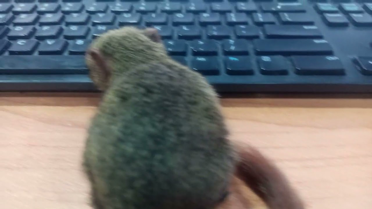 #squirrel