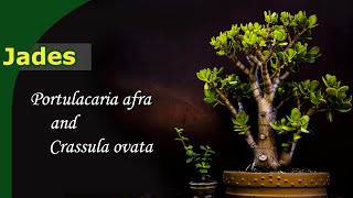 How Do You Grow Jades? Bonsai From Crassula Portulacaria