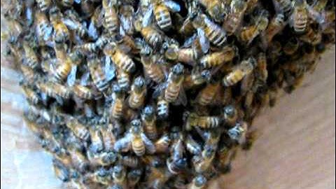 Emerging swarm & log hive, 5