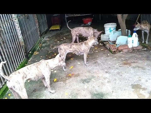 Video CHÓ PHÚ QUỐC BẠCH HỔ/Nguyễn Hải sđt&Zalo: 0944374889 - youtube