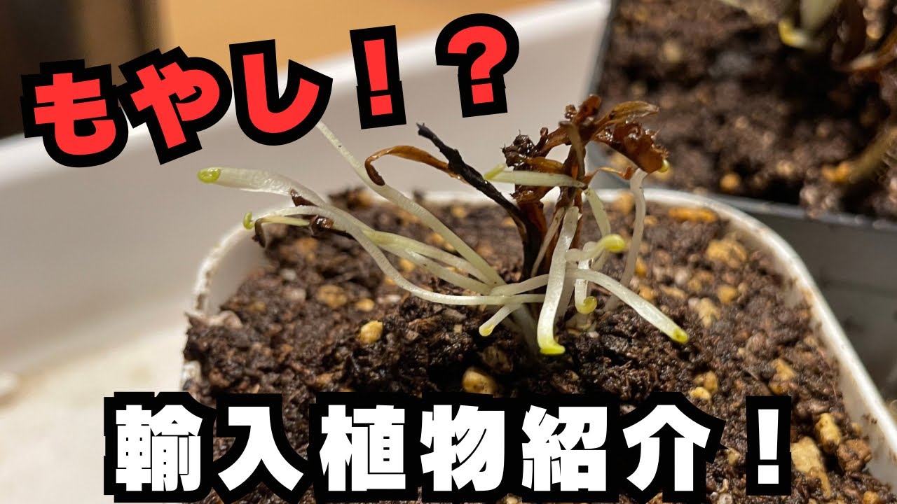 Not Bean Sprouts! Unboxing and Repotting My Imported Plants