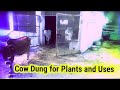 Types of Cow Dung for Plants || Dry || Fresh || Well Rotten