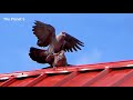 Pigeons Fighting For Mating Rights | Sony CX-405 Camcorder