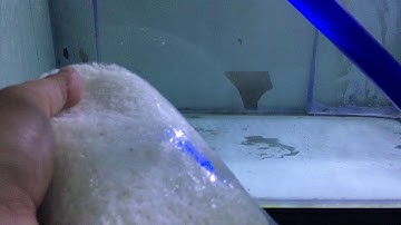 Chia Sẻ Cách Pha Nước Biển Nuôi Cá Cảnh Biển