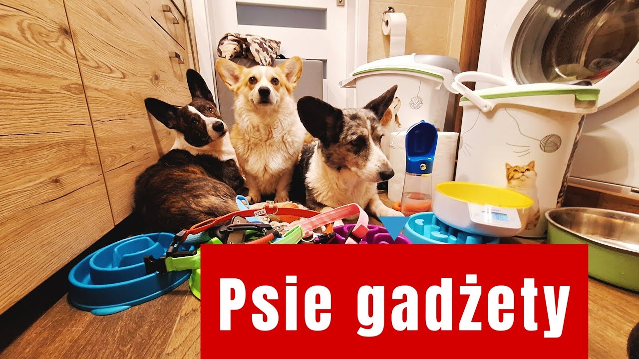 Psie gadżety i akcesoria. W filmie omawiam przydatne rzeczy dla psów i podaję orientacyjne ceny