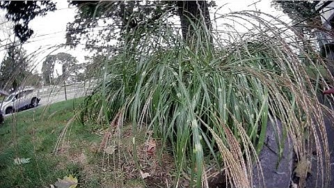 Dji Nebula Pro lens on Shark byte Micro HD-ZERO Camera *watch in 4k*