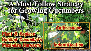 A Must Follow Garden Strategy 'Plant & Replace' to Maximize Cucumber Harvests: And Fungal Diseases!