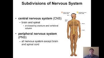 NAU BIO 201 - Lecture 17 - CNS PNS Building Connections