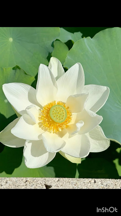 Lotus Love. So Pure, Beautiful & Bold.