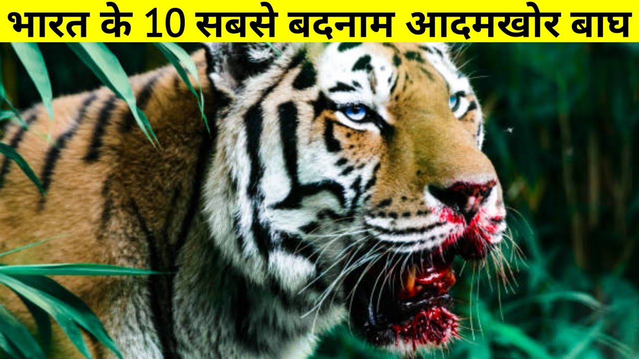 भारत के 10 सबसे बदनाम आदमखोर बाघ ।। Top Ten Man Eating Tiger Of The