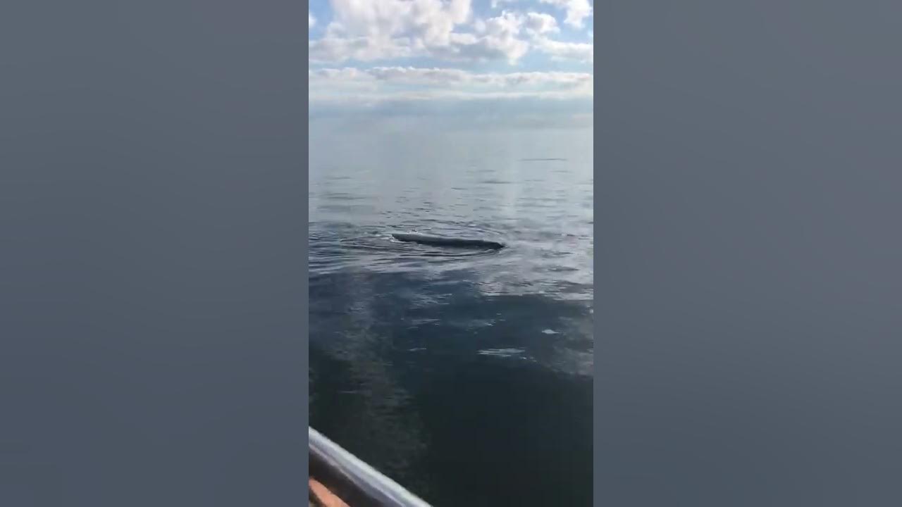 Mornington Pier Southern Right Whale 9th July 2020 YouTube