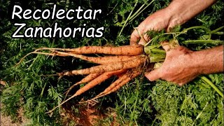 Cómo Tener Éxito con el Cultivo de las Zanahorias | Cuándo y Cómo Cosecharlas