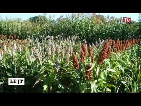 Agriculture : le sorgho, la petite plante qui monte dans le Sud-Ouest