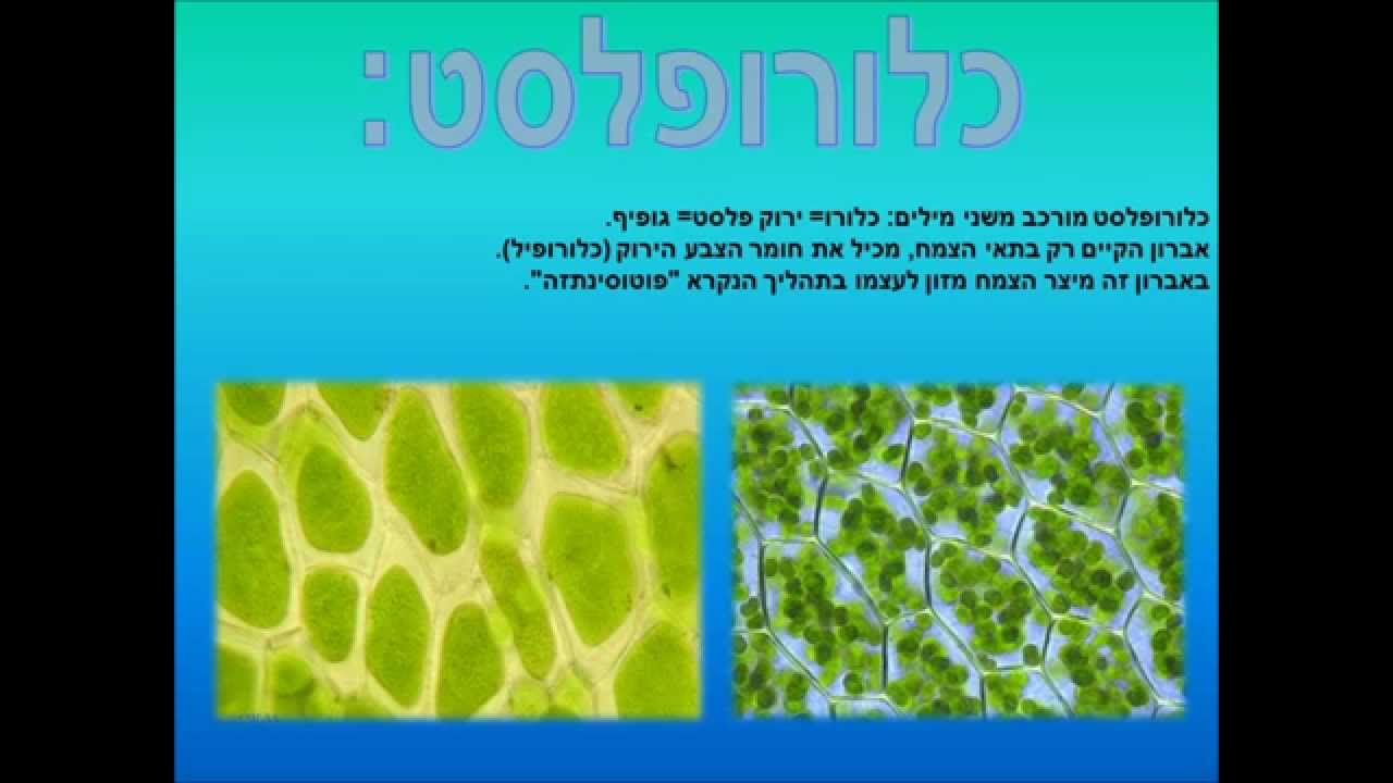 מבנה התא - YouTube
